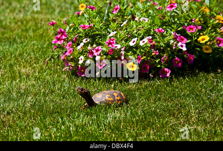 Eastern Box tartaruga in primo piano in erba con petunia fiori a Monroe Twp., New Jersey, USA, Stati Uniti, Stati Uniti, USA, animali da giardino divertente animale domestico Foto Stock