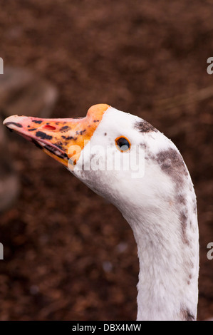 La testa e il collo di un nazionale di oca 'Anser anser domesticus' Foto Stock