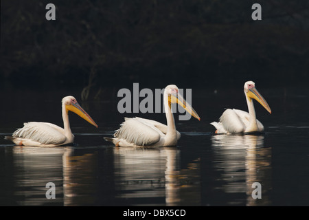 Great White Pelican ( Pelecanus onocrotalus ) India. Foto Stock