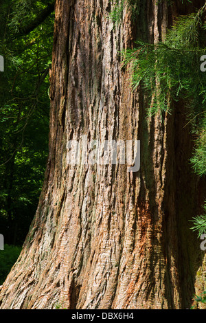 Sequoia gigante (Sequoidendron giganteum), UK, molla Foto Stock