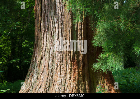 Sequoia gigante (Sequoidendron giganteum), UK, molla Foto Stock