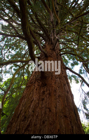 Sequoia gigante (Sequoidendron giganteum), UK, molla Foto Stock