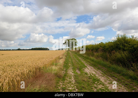 Un country farm via accanto a maturazione di un campo di grano in Yorkshire wolds, Inghilterra sotto un cielo drammatico in estate Foto Stock