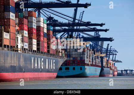Nave portacontainer Yang Ming unità, Maersk Semarang e tre altre navi di scaricare a Felixstowe contenitore porta, Suffolk, Regno Unito. Foto Stock
