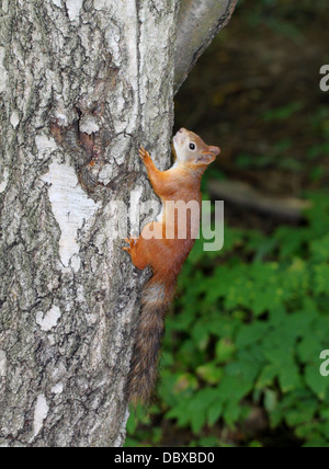 Lo scoiattolo seduto in una struttura ad albero Foto Stock