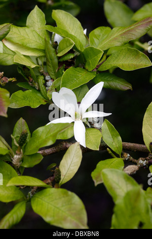 Magnolia kobus var. borealis Foto Stock