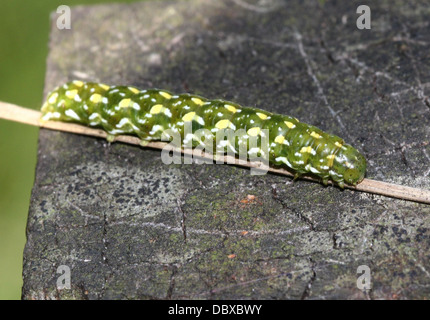 Bel colore giallo (Underwing Anarta myrtilli) caterpillar Foto Stock