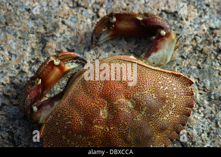 Granchio di mare Foto Stock