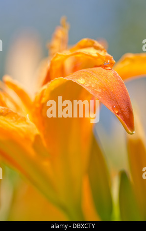 Hemerocallis fulva Kwanso Flore Plena close up di arancio bloom nella piena gloria sulla giornata d'estate Foto Stock