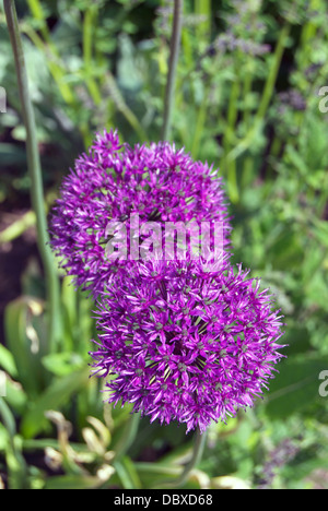 Due alliums viola che crescono in un giardino Foto Stock