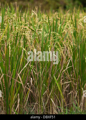 Primo piano di piante di riso in Jatiluwih terrazze di riso in isola di Bali, Indonesia Foto Stock