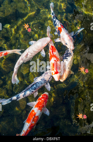 Koi pond in Nagoya, Giappone. Foto Stock