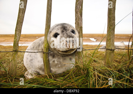 Una guarnizione grigio pup (Halichoerus grypus) inserimenti della testa attraverso il visitatore recinzione al Donna Nook, Lincolnshire. Dicembre. Foto Stock