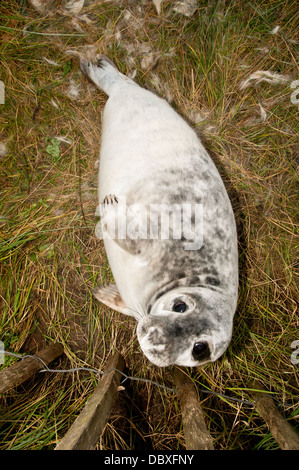 Una guarnizione grigio pup (Halichoerus grypus), nelle prime fasi della sua muta in pazienti adulti pelage a Donna Nook. Foto Stock