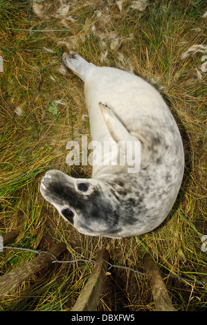 Una guarnizione grigio pup (Halichoerus grypus), nelle prime fasi della sua muta in pazienti adulti pelage a Donna Nook. Foto Stock