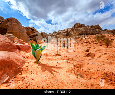 La vita nel deserto Foto Stock