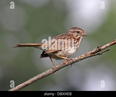 Song Sparrow ritratto Foto Stock