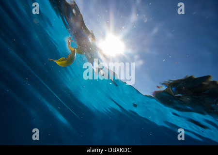 La foto è stata scattata in Cozumel, Messico Foto Stock