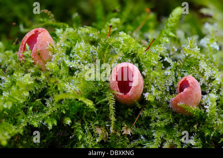 Tre corpi fruttiferi di scarlatto elfcup fungo (Sarcoscypha austriaca) crescendo attraverso il pupazzo di neve moss a Sevenoaks Riserva Naturale Foto Stock