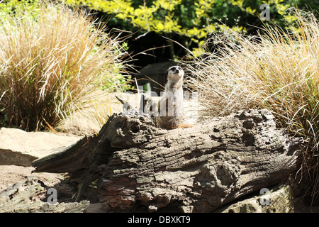 Meerkat guardano da un log Foto Stock