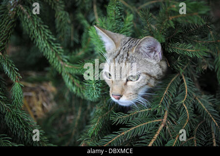 (Dpa-file) - Un file immagine datata 24 giugno 2013 mostra un gatto selvatico ad esplorare le sue nuove enclosure willife in un bosco vicino a Schlangenbad, Germania. Foto: Fredrik von Erichsen Foto Stock