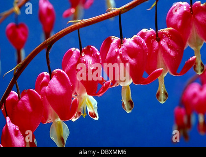 Spurgo cuori Fiori Foto Stock