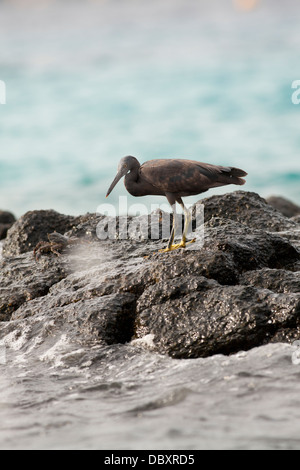 Pacific reef garzetta Foto Stock