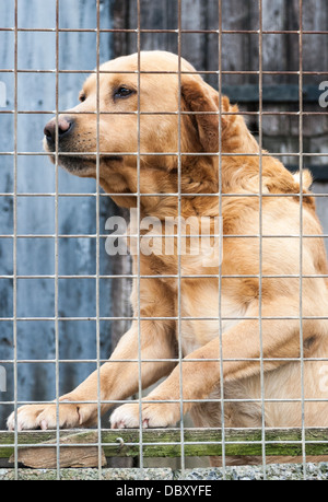 Giallo Labrador cane in canile dietro il recinto in attesa e alla ricerca per i proprietari Foto Stock