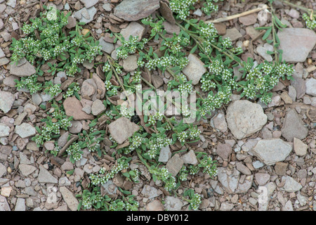 Strapwort: Corrigiola literalis. Slapton, Devon, Inghilterra. Uno del Regno Unito di piante più rare Foto Stock