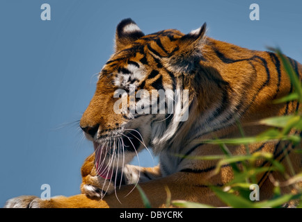 Lola, tigre del Bengala (panther tigri tigri), Isola di Wight Zoo, Sandown, Isle of Wight, Hampshire, Inghilterra Foto Stock