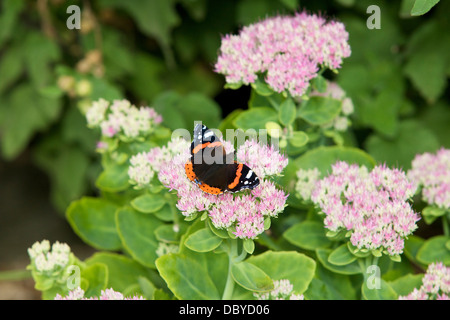 Red Admiral butterfly poggia su una rosa di fiori di sedum Foto Stock