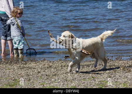 Il Golden Retriever a piedi dal lago con un grande pezzo di legno in bocca Foto Stock