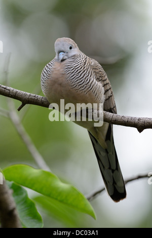 Bella Zebra Colomba (Geopelia striata) sulla struttura ad albero Foto Stock