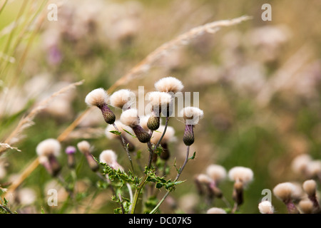 Teste di seme di creeping Thistle o Canada Thistle (Circium Arvense) sul bordo di un campo nel North Yorkshire. Foto Stock