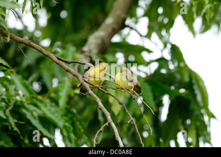 Bella marrone-throated Sunbird (Anthreptes malacensis) pulcini su albero Foto Stock