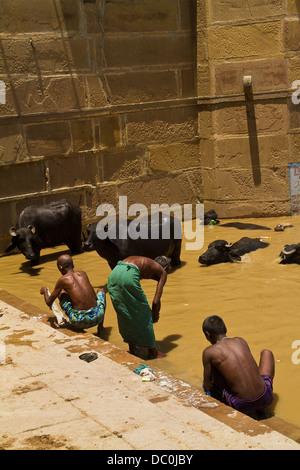 Gli uomini la balneazione nel fiume Gange lungo con le mucche di Varanasi in India Foto Stock