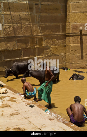 Gli uomini la balneazione nel fiume Gange lungo con le mucche di Varanasi in India Foto Stock