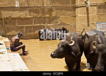 L'uomo la balneazione nel fiume Gange lungo con le mucche di Varanasi in India Foto Stock