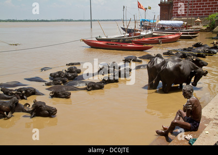 L'uomo la balneazione nel fiume Gange lungo con le mucche di Varanasi in India Foto Stock