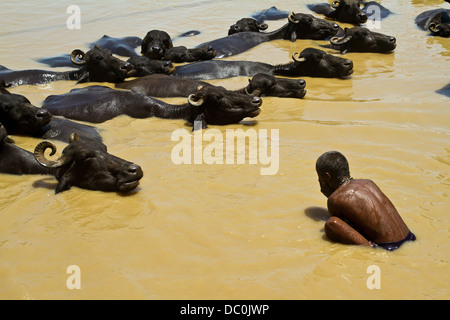 L'uomo la balneazione nel fiume Gange lungo con le mucche di Varanasi in India Foto Stock