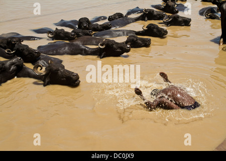 L'uomo la balneazione nel fiume Gange lungo con le mucche di Varanasi in India Foto Stock