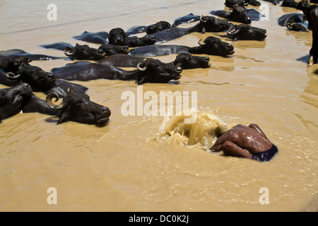 L'uomo la balneazione nel fiume Gange lungo con le mucche di Varanasi in India Foto Stock