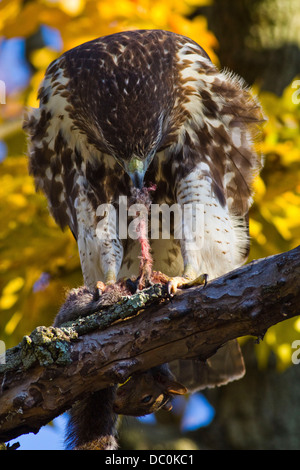 RED TAILED HAWK mangiare catturato in preda a becco sul ramo di albero Foto Stock