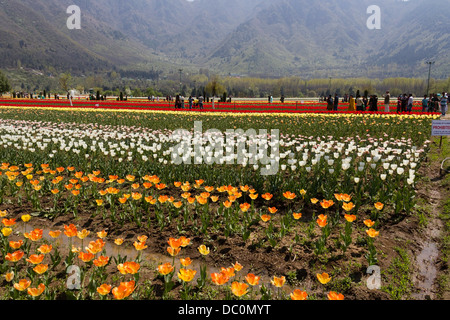 Righe di tulipani lungo con i visitatori all'interno del tulipano Giardino a Srinagar. Questo è un grande giardino, con le colline in background. Foto Stock