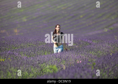 Raccolta di lavanda al CADWELL FARM HITCHIN,HERTFORDSHIRE Foto Stock