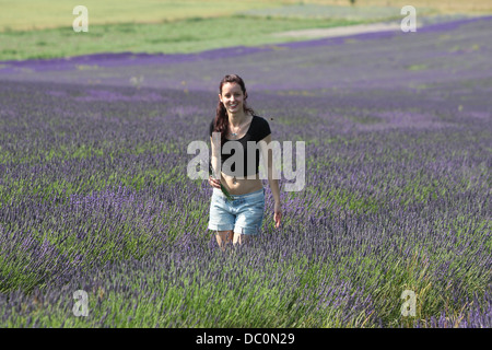 Raccolta di lavanda al CADWELL FARM HITCHIN,HERTFORDSHIRE Foto Stock