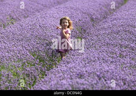 Raccolta di lavanda al CADWELL FARM HITCHIN,HERTFORDSHIRE Foto Stock