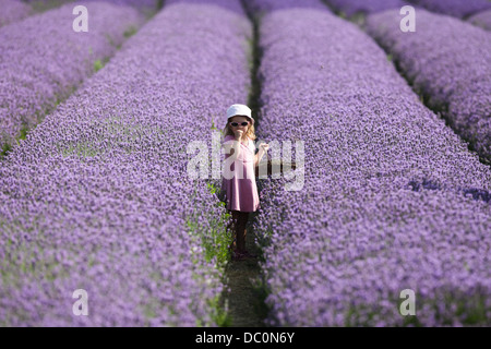 Raccolta di lavanda al CADWELL FARM HITCHIN,HERTFORDSHIRE Foto Stock