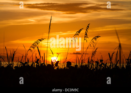 Tramonto sulla spiaggia con mare profilarsi di avena, Boca Grande FL Foto Stock