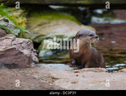 L'Asian Short-Clawed Otter sull'avviso Foto Stock